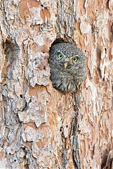 Northern Pygmy-Owl