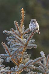 Northern Pygmy-Owl