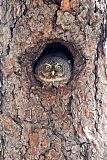 Northern Pygmy-Owl