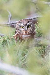 Northern Saw-whet Owl