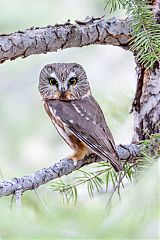 Northern Saw-whet Owl