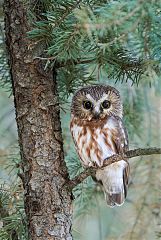 Northern Saw-whet Owl