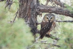 Northern Saw-whet Owl