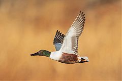 Northern Shoveler