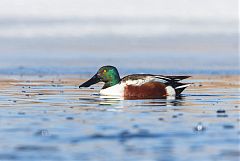 Northern Shoveler