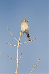 Northern Shrike