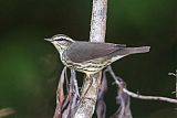 Northern Waterthrush