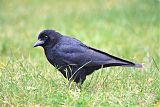 Northwestern Crow