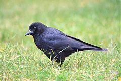 American Crow