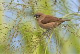 Scaly-breasted Munia