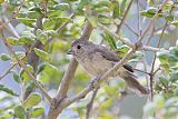 Oak Titmouse