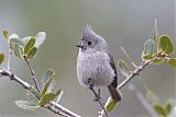 Oak Titmouseborder=