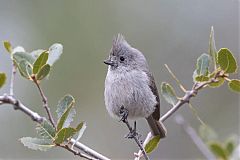 Oak Titmouse