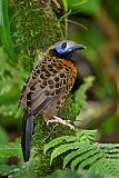 Ocellated Antbird