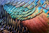 Ocellated Turkeyborder=