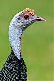 Ocellated Turkeyborder=