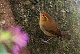 Ochraceous Wren