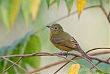 Ochre-bellied Flycatcher