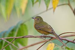 Ochre-bellied Flycatcher