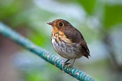 Ochre-breasted Antpitta