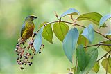 Olive-backed Euphonia