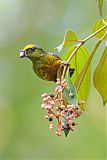 Olive-backed Euphonia