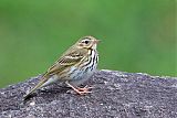 Olive-backed Pipitborder=