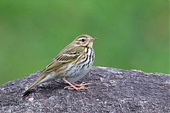 Olive-backed Pipit