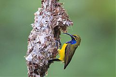 Sahul Sunbird