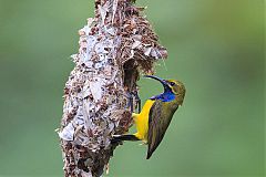 Olive-backed Sunbird