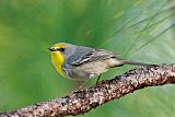 Olive-capped Warbler