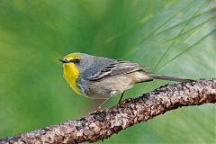 Olive-capped Warbler