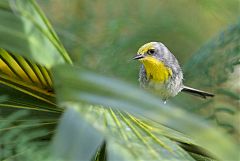 Olive-capped Warbler