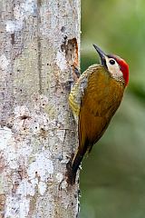 Golden-olive Woodpecker