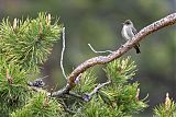 Olive-sided Flycatcher