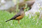 Olive Thrush