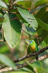 Orange-bellied Leafbird