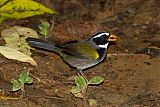 Orange-billed Sparrow