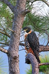 Orange-breasted Falcon