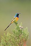 Orange-breasted Sunbird