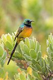 Orange-breasted Sunbirdborder=