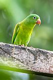 Orange-chinned Parakeet