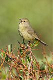 Orange-crowned Warblerborder=