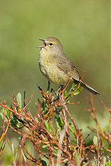 Orange-crowned Warbler