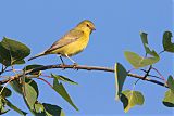 Orange-crowned Warbler