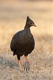 Orange-footed Scrubfowlborder=