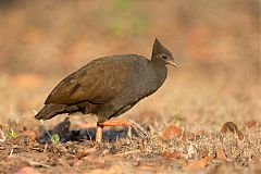 Orange-footed Megapode