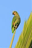 Orange-winged Parrot