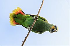 Orange-winged Amazon