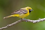 Orchard Oriole